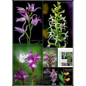ORCHIDS OF ROMANIA 5