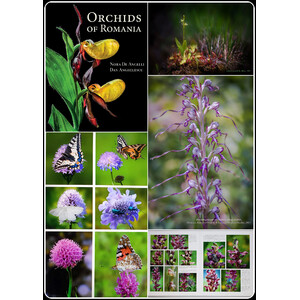 ORCHIDS OF ROMANIA 6