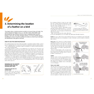 FEATHERS. AN IDENTIFICATION GUIDE TO THE FEATHERS OF WESTERN BIRDS 2