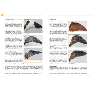 FEATHERS. AN IDENTIFICATION GUIDE TO THE FEATHERS OF WESTERN BIRDS 6