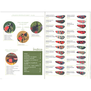 GUÍA DE IDENTIFICACIÓN DE LAS GITANILLAS IBÉRICAS (ZYGAENA)_1