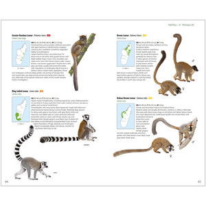 MAMMALS OF MADAGASCAR 7