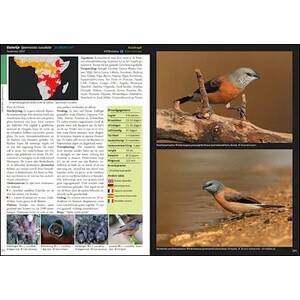 ESTRILDID FINCHES OF THE WORLD. A PHOTOGRAPHIC, DESCRIPTIVE AND FACTUAL GUIDE TO ALL 34 GENERA OF ESTRILDIDAE INCLUDING VAXBILLS. SEEDCRACKERS, NIGRIT 4