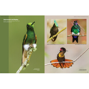 HUMMINGBIRDS. A CELEBRATION OF NATURE'S JEWELS 3