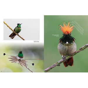HUMMINGBIRDS. A CELEBRATION OF NATURE'S JEWELS 4