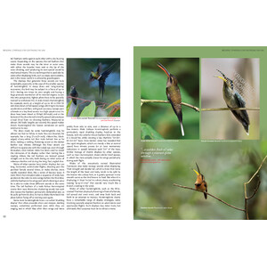 HUMMINGBIRDS. A CELEBRATION OF NATURE'S JEWELS 5