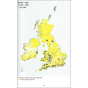 BROOMRAPES OF BRITAIN &AMP; IRELAND 3