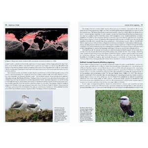 VAGRANCY IN BIRDS 3