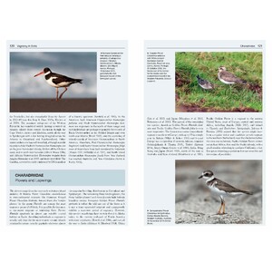 VAGRANCY IN BIRDS 4