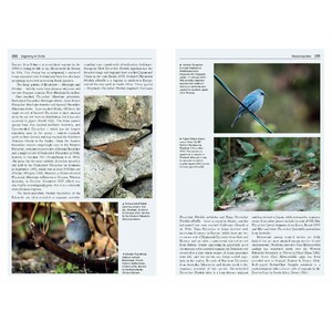VAGRANCY IN BIRDS 6
