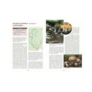 A LA DÉCOUVERTE DES CHAMPIGNONS DE BOURGOGNE-FRANCHE-COMTÉ 3