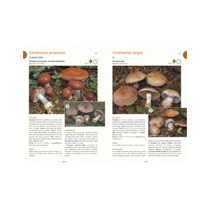 A LA DÉCOUVERTE DES CHAMPIGNONS DE BOURGOGNE-FRANCHE-COMTÉ 4