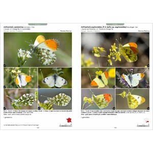 GUIDE PHOTOGRAPHIQUE DES PAPILLONS DE JOUR ET ZYGÈNES DE FRANCE. TOUTES LES ESPÈCES DE FRANCE PLUS DE 2000 PHOTOGRAPHIES MÂLES ET FEMELLES ILLUSTRÉS 4