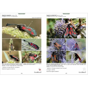 GUIDE PHOTOGRAPHIQUE DES PAPILLONS DE JOUR ET ZYGÈNES DE FRANCE. TOUTES LES ESPÈCES DE FRANCE PLUS DE 2000 PHOTOGRAPHIES MÂLES ET FEMELLES ILLUSTRÉS 5