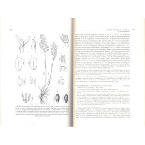 FLORA IBÉRICA. VOL. XIX GRAMINEAE (PARTIM 2)_1