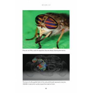 THE INSIDE OUT OF FLIES 3