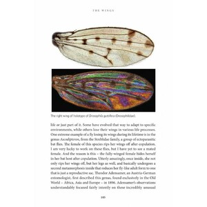 THE INSIDE OUT OF FLIES 5