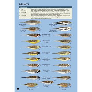 CAHIER D'IDENTIFICATION DES PASSEREAUX D'EUROPE EN VOL 3