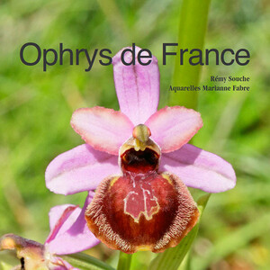 OPHRYS DE FRANCE, D'OCCITANIE, DE CATALOGNE ET DE CORSE