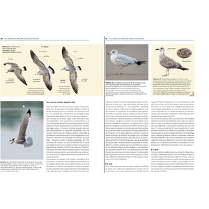 LES LARIDES DU PALEARTIQUE OCCIDENTAL. GUIDE D'IDENTIFICATION DES MOUTTES ET DES GOELANDS 5