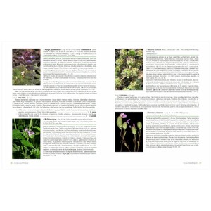 FLORA VALENTINA IV (LAMIACEAE - RHAMNACEAE) 2