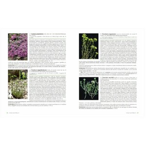 FLORA VALENTINA IV (LAMIACEAE - RHAMNACEAE) 3