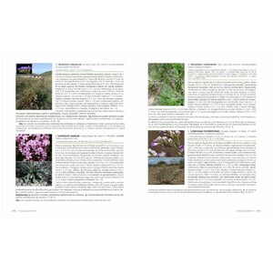 FLORA VALENTINA IV (LAMIACEAE - RHAMNACEAE) 4