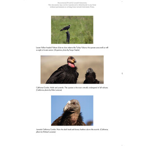 VULTURES OF THE WORLD_1