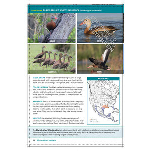 THE CORNELL LAB OF ORNITHOLOGY. REGIONAL FIELD GUIDE SERIES. ALL ABOUT BIRDS SOUTHEAST_1