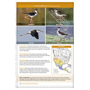 THE CORNELL LAB OF ORNITHOLOGY. REGIONAL FIELD GUIDE SERIES. ALL ABOUT BIRDS TEXAS AND OKLAHOMA 3