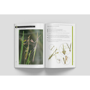 GUÍA DE IDENTIFICACIÓN DE LAS MANTIS IBÉRICAS (MANTODEA) VOL. 2 4