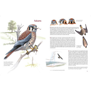 WHAT IT'S LIKE TO BE A BIRD. FROM FLYING TO NESTING, EATING TO SINGING -  WHAT BIRDS ARE DOING, AND WHY_1