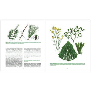 MANUAL PRACTIC DE BOTANICA. MORFOLOGIA DE LES PLANTES VASCULARS 3