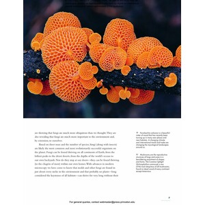 THE LIVES OF FUNGI. A NATURAL HISTORY OF OUR PLANET'S DECOMPOSERS 4