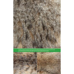 THE HAIR SCALE IDENTIFICATION GUIDE TO TERRESTRIAL CARNIVORES OF CANADA 3