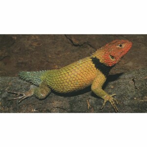 LIZARDS OF MEXICO PART 1 IGUANIAN LIZARDS_1