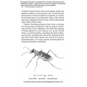 INSECTPEDIA. A BRIEF COMPENDIUM OF INSECT LORE 4
