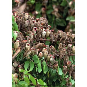 HOW BIRDS LIVE TOGETHER. COLONIES AND COMMUNITIES IN THE AVIAN WORLD 3