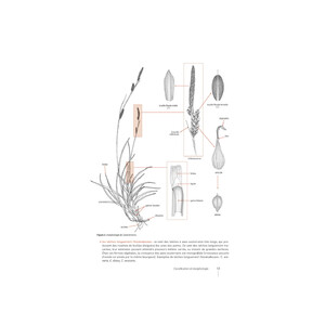 CAREX DE FRANCE 4