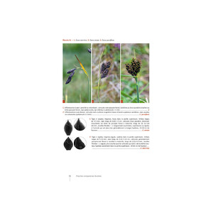 CAREX DE FRANCE 5
