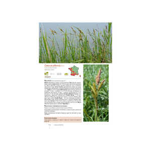 CAREX DE FRANCE 6