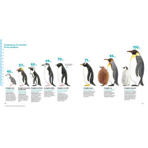 CÓMO SON LOS ANIMALES Y CÓMO DIBUJARLOS CON LÁPICES DE COLORES 3