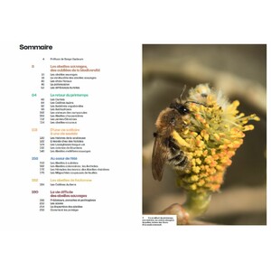 DÉCOUVRIR LES ABEILLES SAUVAGES 2