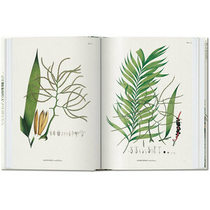 THE BOOK OF PALMS. EDICIÓN 40 ANIVERSARIO 3