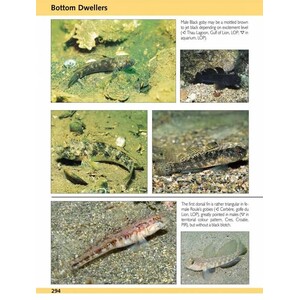EUROPE AND MEDITERRANEAN MARINE FISH IDENTIFICATION GUIDE 3