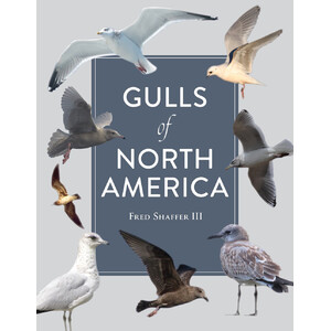 GULLS OF NORTH AMERICA