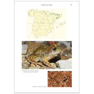 GUÍA DE LOS ANFIBIOS Y REPTILES DE ESPAÑA - TAPA DURA 4