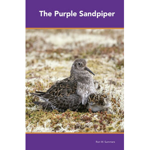 THE PURPLE SANDPIPER