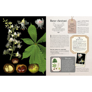 100 PLANTS THAT HEAL. THE ILLUSTRATED HERBARIUM OF MEDICINAL PLANTS 2