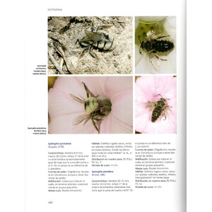 ABEJAS SALVAJES DE EUROPA. BIOLOGÍA, DINÁMICA DE HÁBITATS Y PELIGROS 3